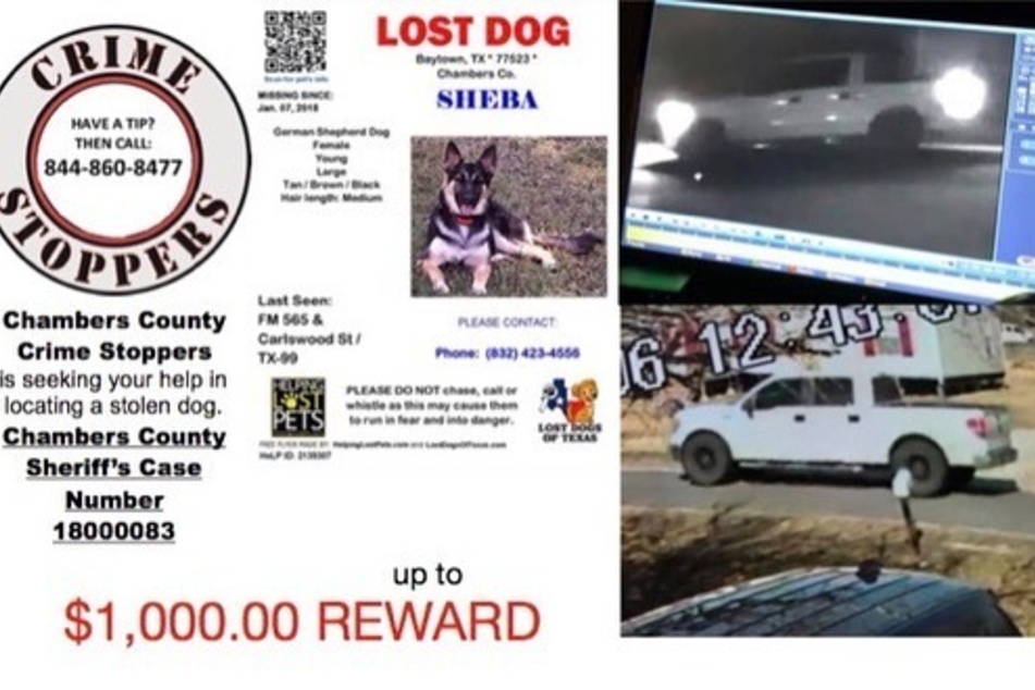 Stephanie Moore-Malmstrom's dog Sheba had been missing since 2018!