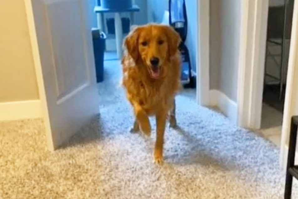 Maple the golden retriever worried her owner by developing a sudden limp.