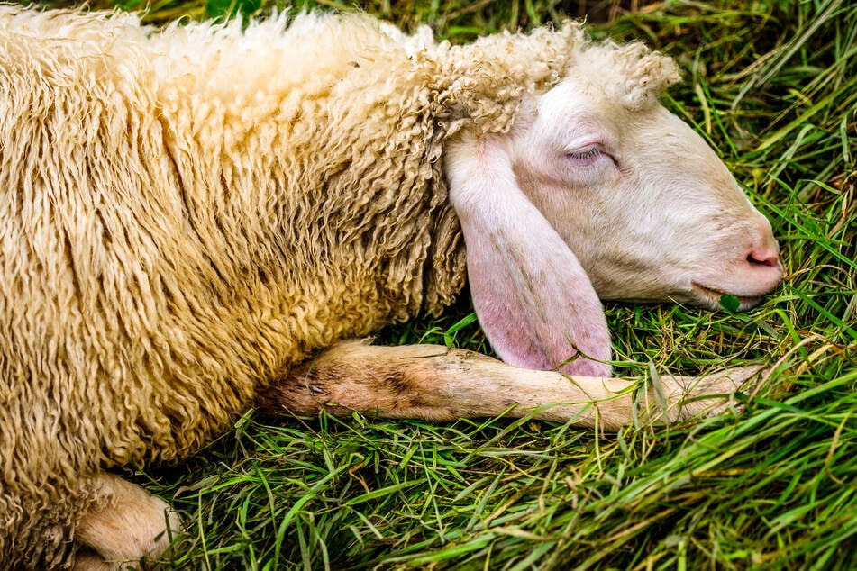Grusel-Fund im Südharz: Köpfe und Innereien von zwölf Schafen entdeckt