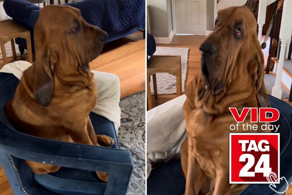 Today's Viral Video of the Day shows a bloodhound named Walter who stole the hearts of thousands on Instagram with his adorably droopy appearance.