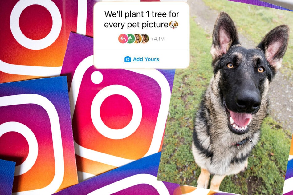 Tree-mendous Trend: "One tree for every pet picture" misleads millions