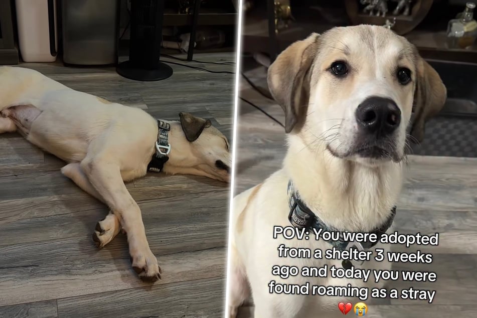 John Snow wurde nach seiner Adoption wieder ohne Anhang gefunden - der Labrador-Mischling wartet nun erneut auf eine Adoption.