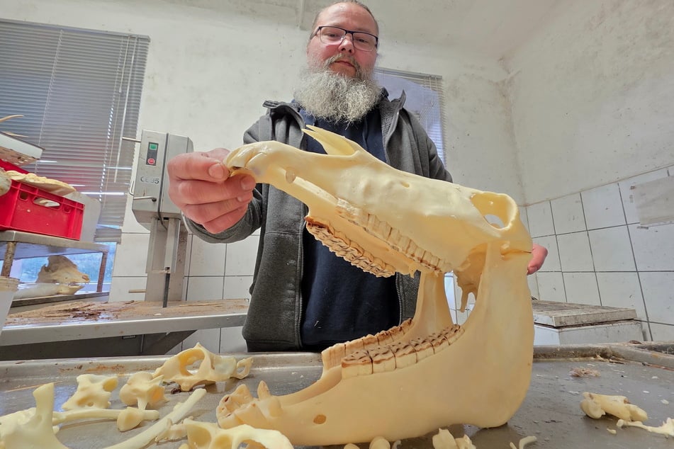 Der imposante Schädel eines Esels. Zu schade zum Wegwerfen, findet Michael Roth. Er will das Skelett wieder zusammenbauen.