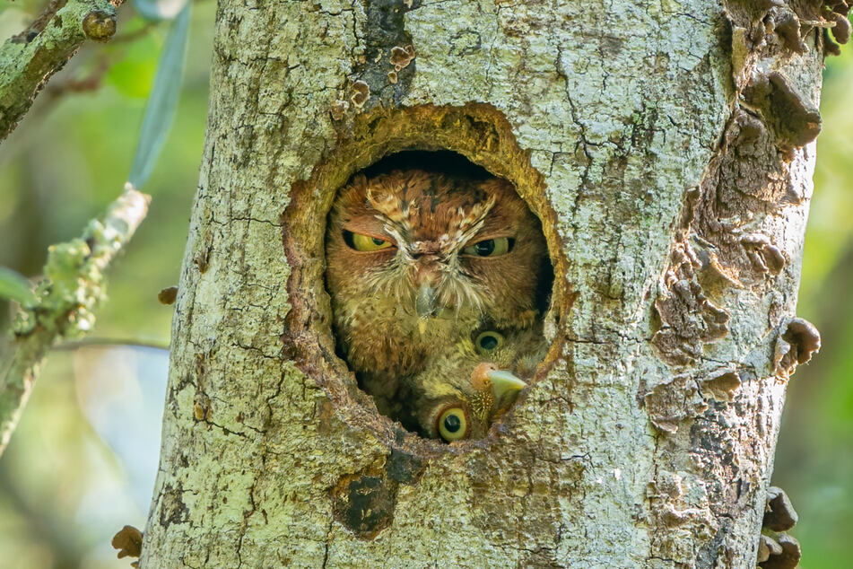 This photo of Eastern Screech Owls, titled Tight Fit! was taken by Mark Schocken in Largo, Florida.