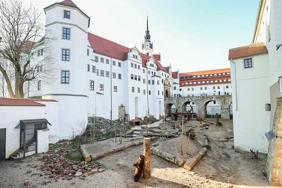Der neu gestaltete Bärengraben am Fuße von Schloss Hartenfels. Die Torgauer Bärenhaltung geht auf das Jahr 1425 zurück.
