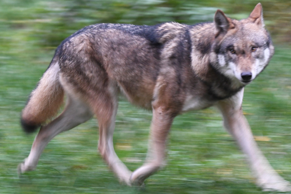 Wölfe: Jetzt steht fest: In Hessen sesshafter Wolf hat zwei Kälber getötet