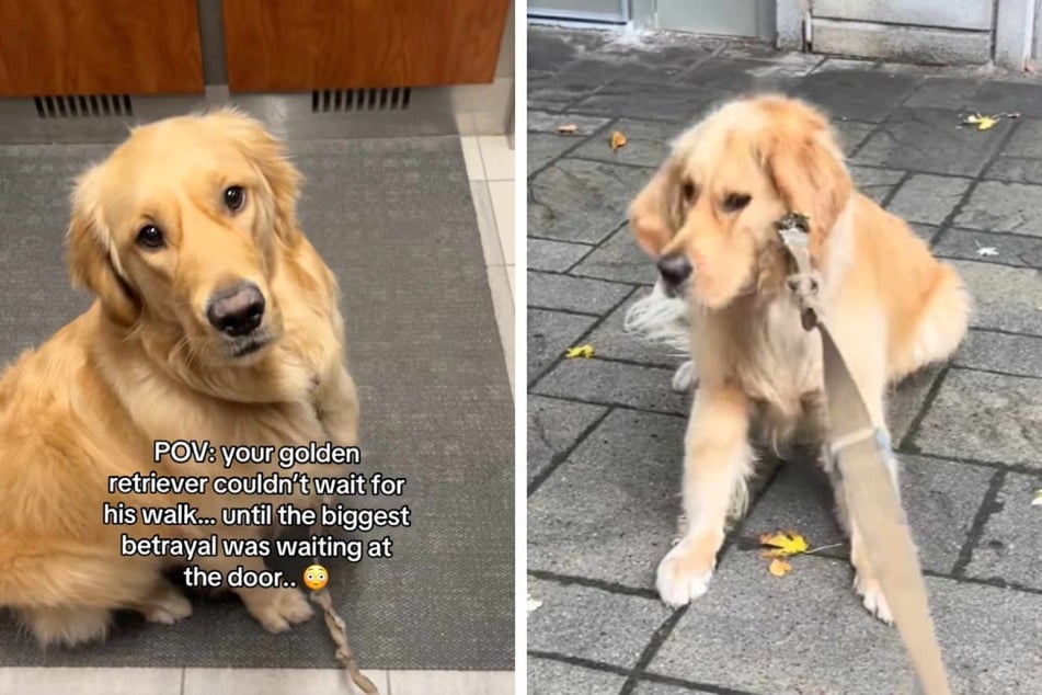 Dog is overjoyed to go on a walk with his owner, until he realizes – it was all a setup! Then the ultimate "betrayal"