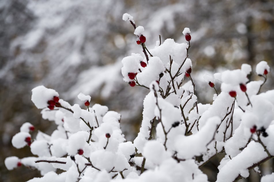 Kälteeinbruch und Schneefall: Wetterfrösche erwarten weißes NRW-Wochenende!