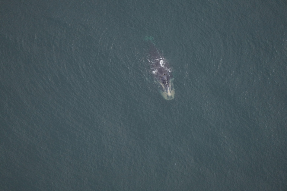 This is a North Atlantic right whale called Snow Cone that was spotted entangled in fishing gear in September.