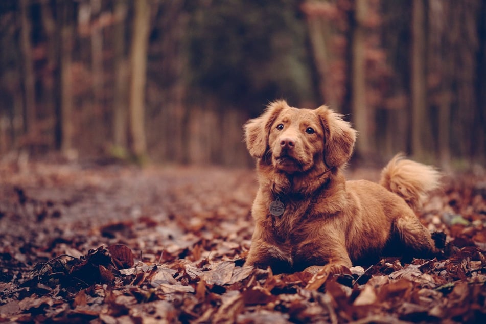Waldfrüchte wie Kastanien und Walnüsse können für Hunde gefährlich werden.