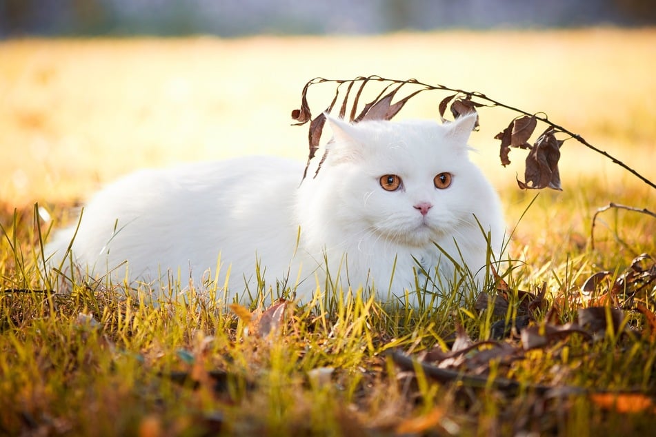 Make sure to regularly brush the Turkish angora to prevent matting.