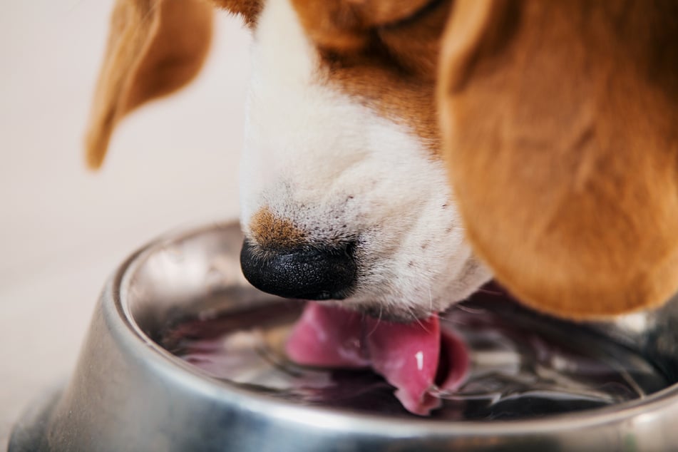 Erhöhte Wasseraufnahme ist ein Symptom, das nicht ignoriert werden sollte.