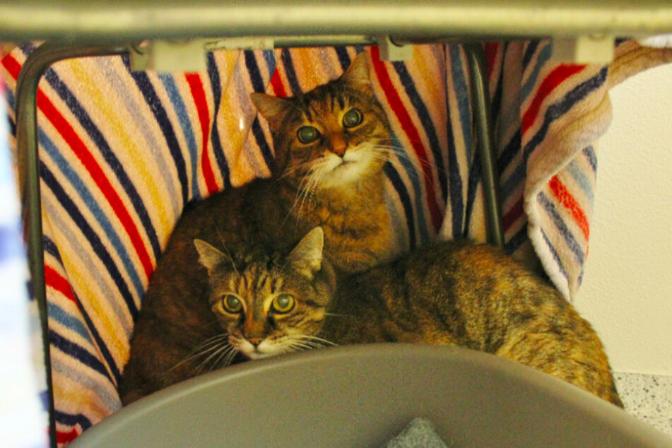 Peppi und Kitti.