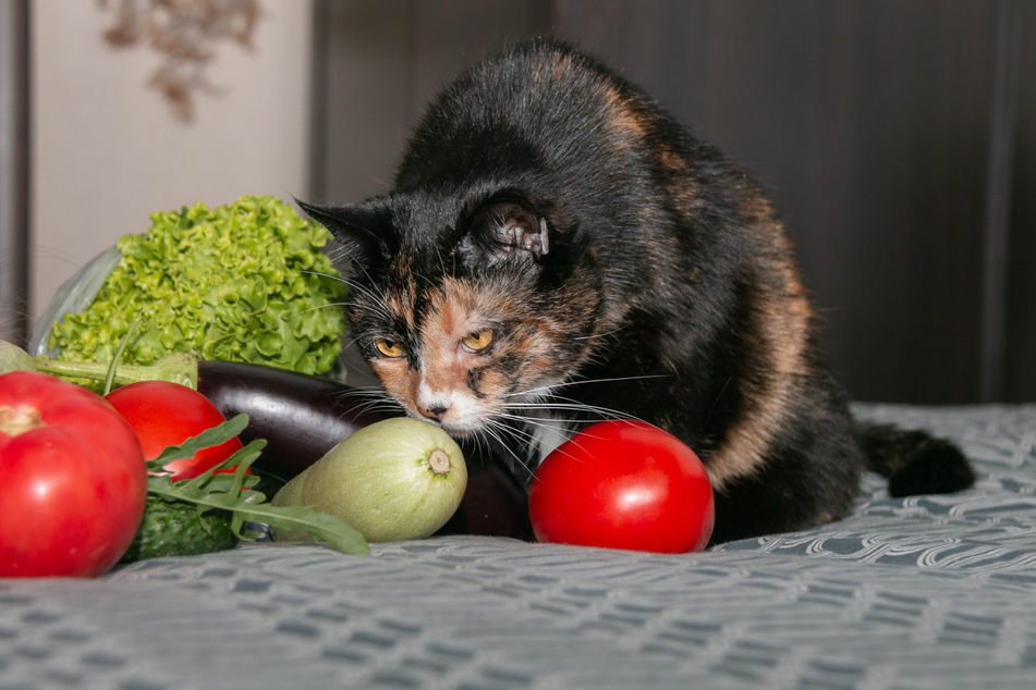 Zucchini kann eine gesunde Ergänzung für die proteinreiche Ernährung der Katze sein.