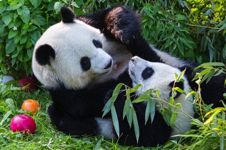Panda-Mama Meng Meng (12) tobte mit ihren Zwillingen auf der Außenanlage.