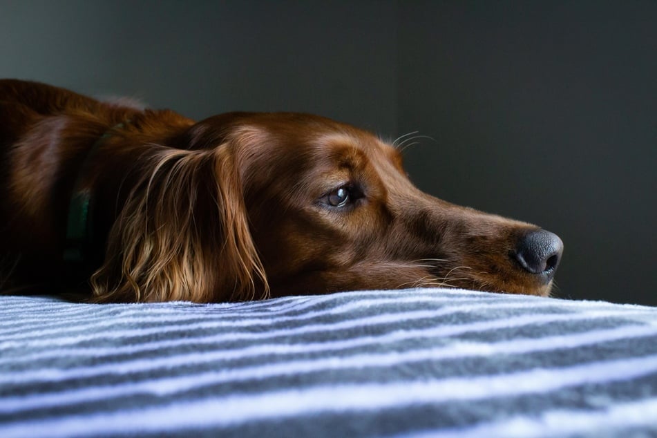 Diabetes in dogs often shows through permanent fatigue (stock image).