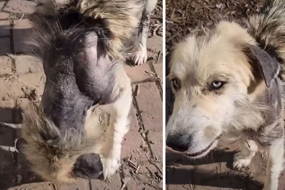 Hund sieht bei Rettung schlimm aus: Sechs Monate später ist er nicht wiederzuerkennen
