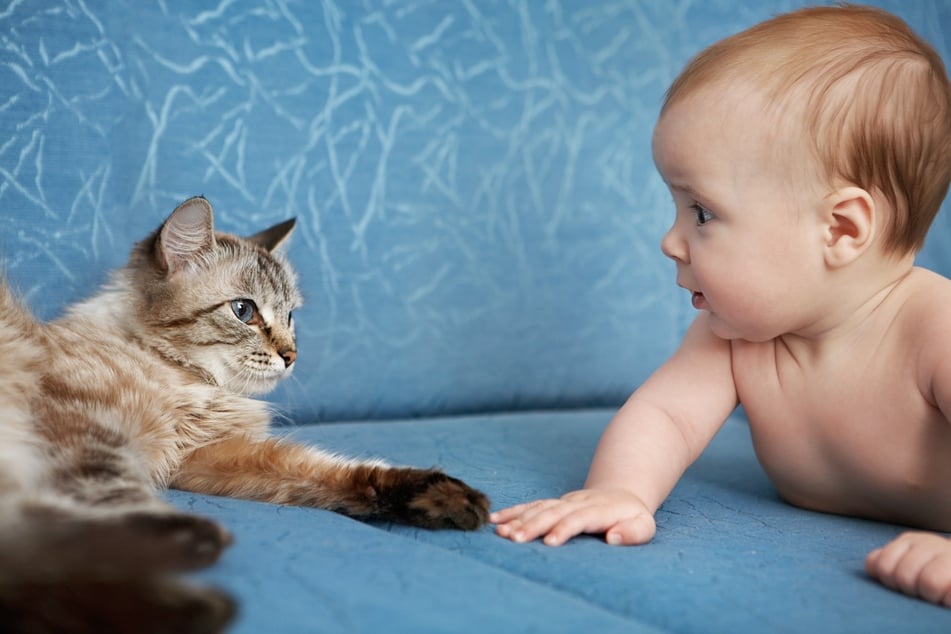 7 Tipps für Katze und Baby in einem Haushalt: So haben sie sich lieb