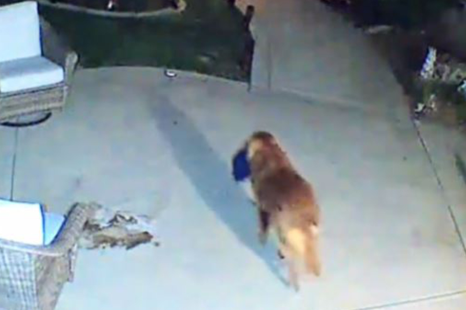 As this camera footage shows, the golden retriever clearly stole the clothes and threw them in the backyard.