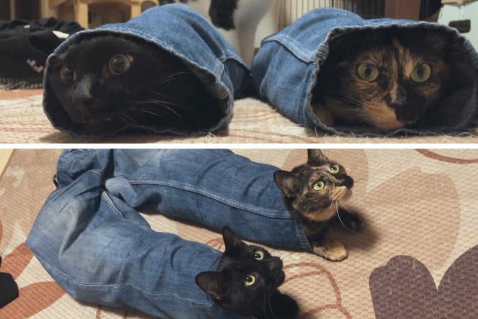 The two cats made themselves at home in a pair of jeans (collage).