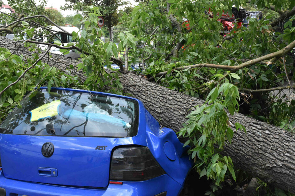 Der Baum stürzte direkt auf einen geparkten Volkswagen. Am Auto entstand Totalschaden.