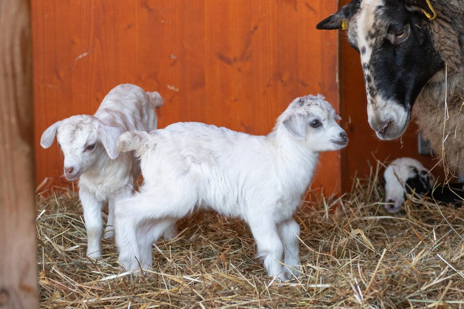 Mit den Romanovschafen haben die kleinen Ziegen bereits Bekanntschaft gemacht.