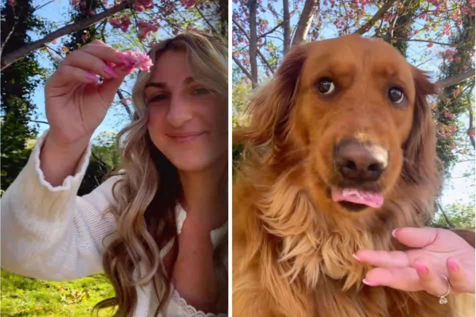 Woman wants to take a selfie with a flower: What Golden Retriever does next causes countless laughs