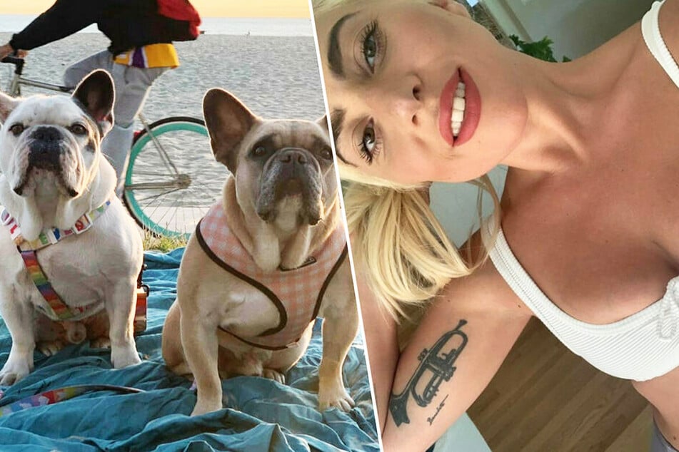 Lady Gaga (36) musste im vergangenen eine Zeitlang ohne ihre Bulldoggen auskommen. Ein skrupelloser Räuber überfiel ihren Hundesitter und klaute die Vierbeiner.