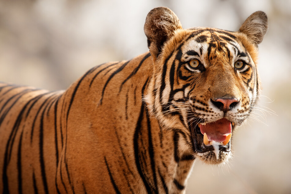 Tiger schleichen sich von hinten an ihre Beute an. (Symbolbild)