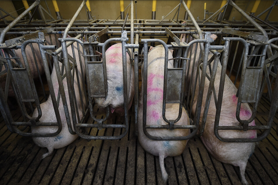 "Erschreckend": Hunderte Kontrollen bei Schweinehaltern, fast überall Verstöße gegen Tierschutz
