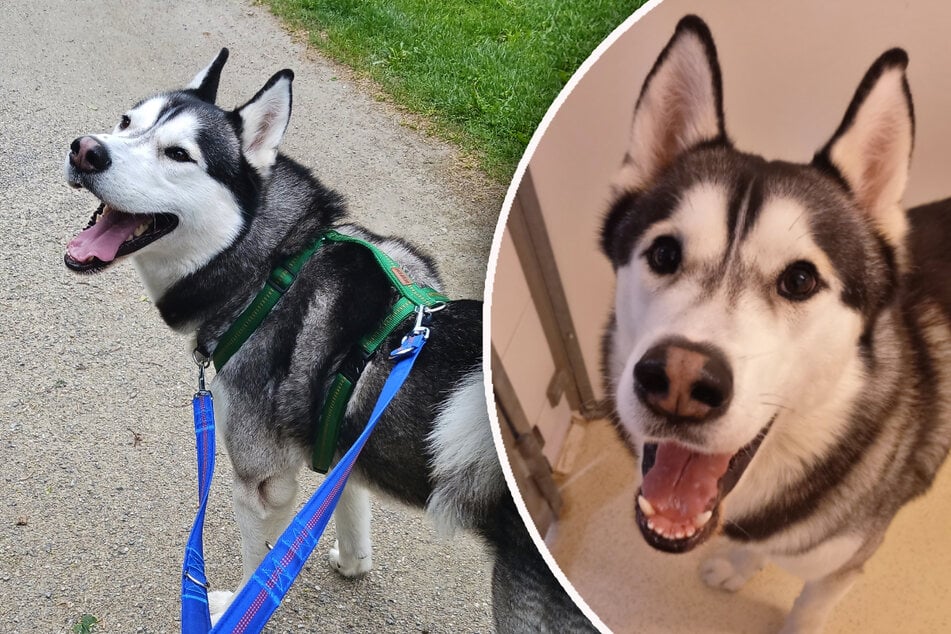 Husky "Kiki" such aktive Halter, die ihn körperlich und geistig auslasten können.