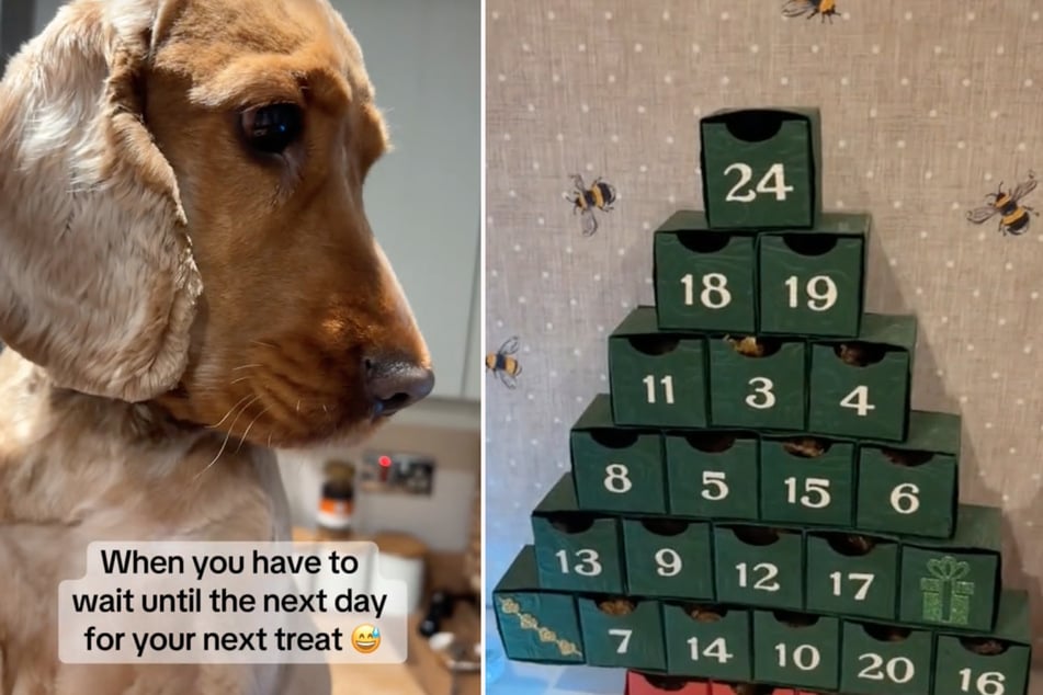 Milo the Cocker Spaniel is eagerly waiting for his treats.