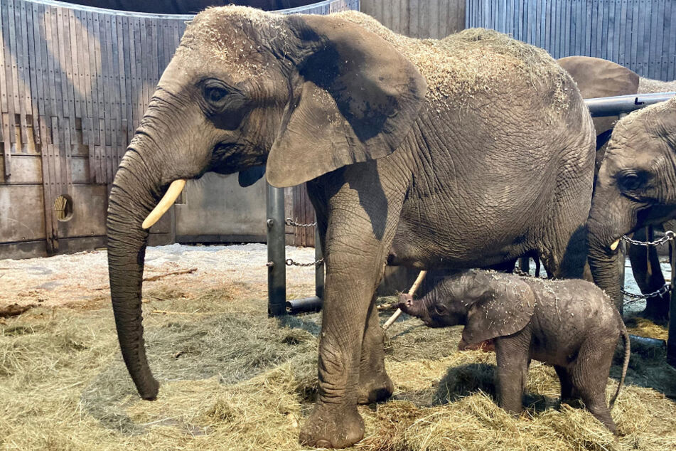 Elefanten-Nachwuchs im Grünen Zoo Wuppertal: Gesundes Kalb erblickt Licht der Welt!
