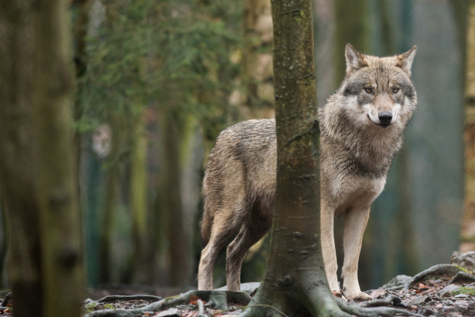 Gen-Analyse bestätigt: Neuer Wolf riss 13 Schafe in der Oberpfalz