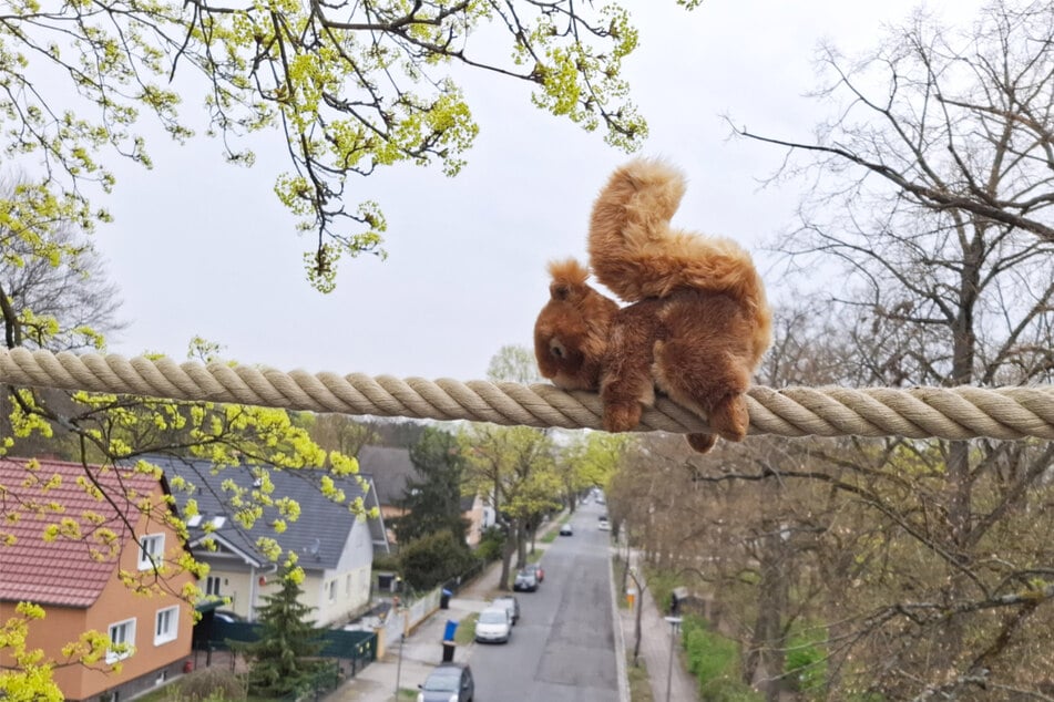 Ein Eichhörnchen-Kuscheltier hat die neue Querungshilfe eingeweiht. Schon bald sollen auch die echten Hörnchen die Straße sicher überqueren können.