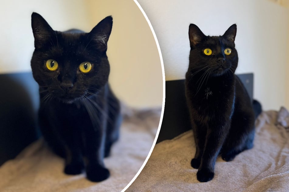 Katze Franzi sucht einen Platz in Einzelhaltung bei geduldigen Menschen.