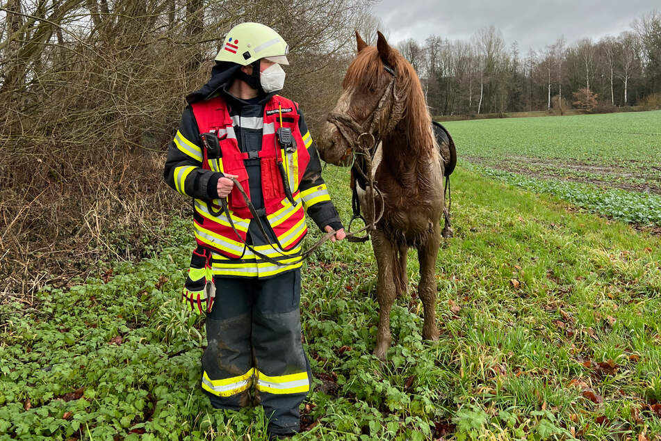 Dreckig, aber dafür unverletzt: So konnte der Hengst am Ende seinem schlammigen Gefängnis entkommen.