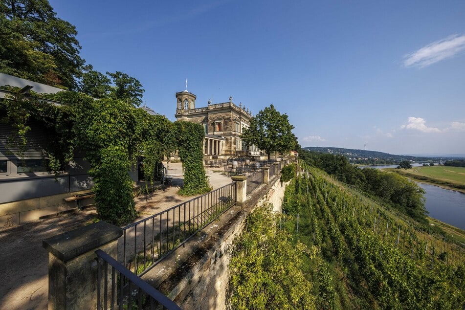 Der Blick der Gäste auf der Lingnerterrasse kann wieder vom Weinhang bis über die Elbe und ganz Dresden schweifen.