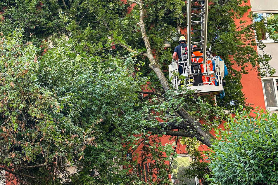 München: Baum kippt in München auf Haus: Feuerwehr hat alle Hände voll zu tun