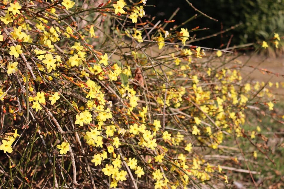 Die gelben Blüten des Winterjasmins sind ein toller Blickfänger im häufig trostlosen winterlichen Garten.