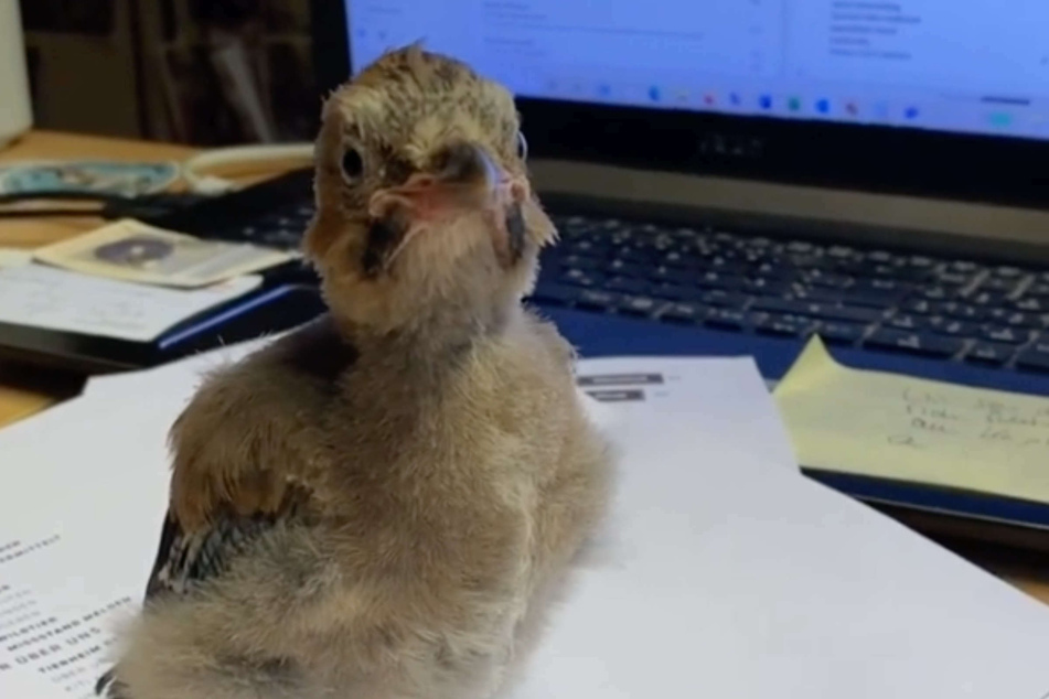 Jungvogel "Herbert" begeisterte die Instagram-Fans mit seinem vorübergehenden Job als Bürokraft.