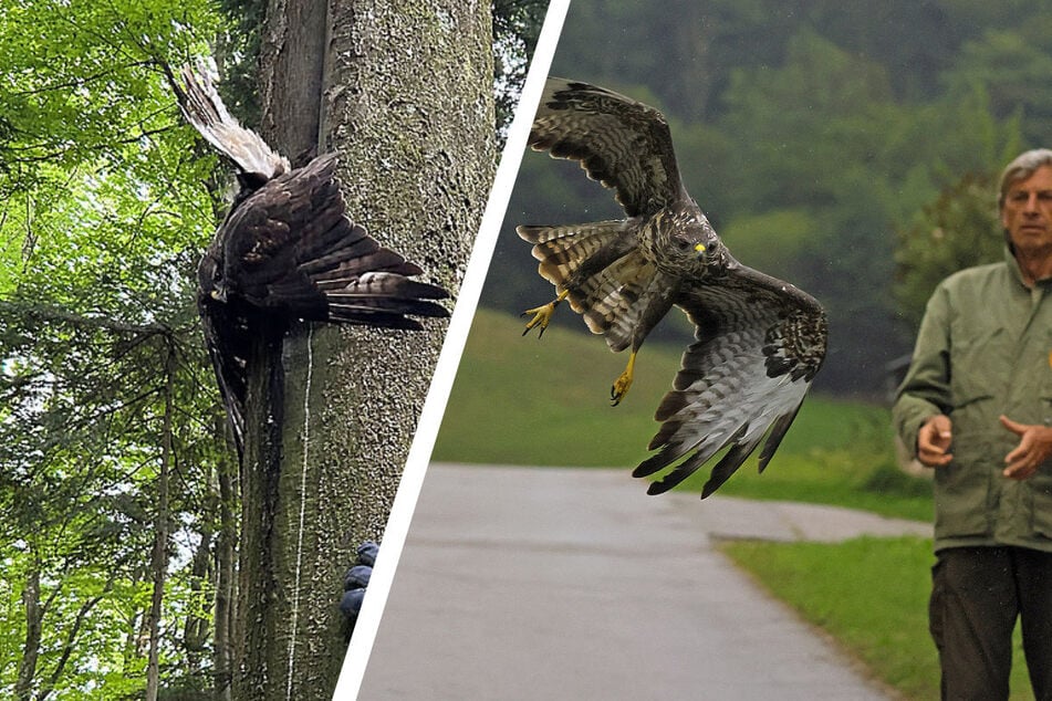 Mäusebussard steckt verletzt in Baum fest: Nach vier Tagen in Freiheit entlassen