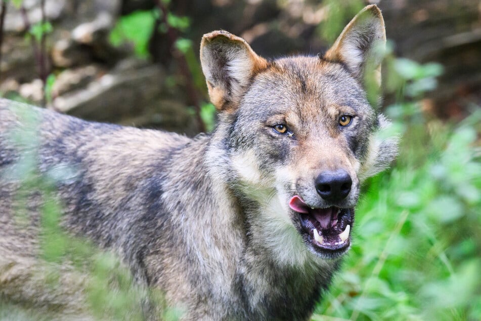 Acht Schafe hat der Wolf getötet und fünf weitere verletzt.