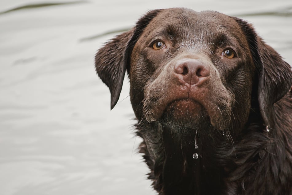 Ein Labrador kühlt sich im Wasser ab. Die Rasse ist nicht zimperlich und geht auch bei kühleren Temperaturen gerne baden.