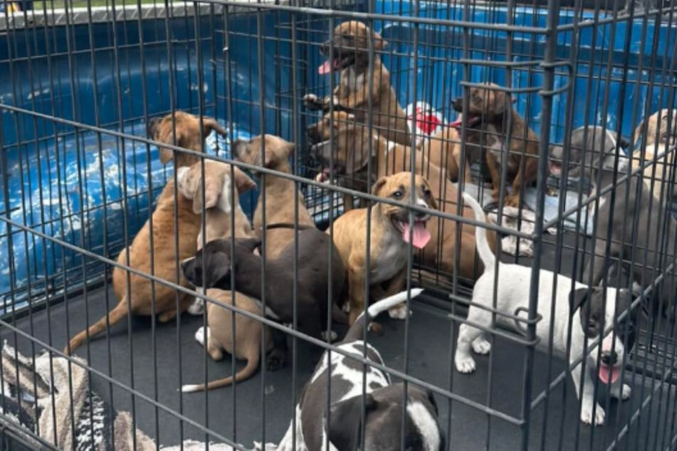 Mann macht Schockfund auf Supermarkt-Parkplatz: 16 Hundewelpen ausgesetzt