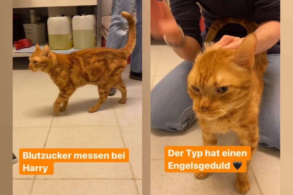 Kater "Harry" kam in keinem guten Zustand ins Tierheim nach Köln-Dellbrück. Die Katze leidet an Diabetes.