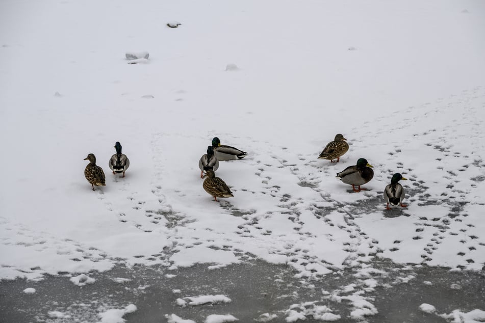 Noch in der vergangenen Woche tummelten sich diese Enten rund um den Tierpark. Am Teich wurde nun der gesamte Bestand getötet.