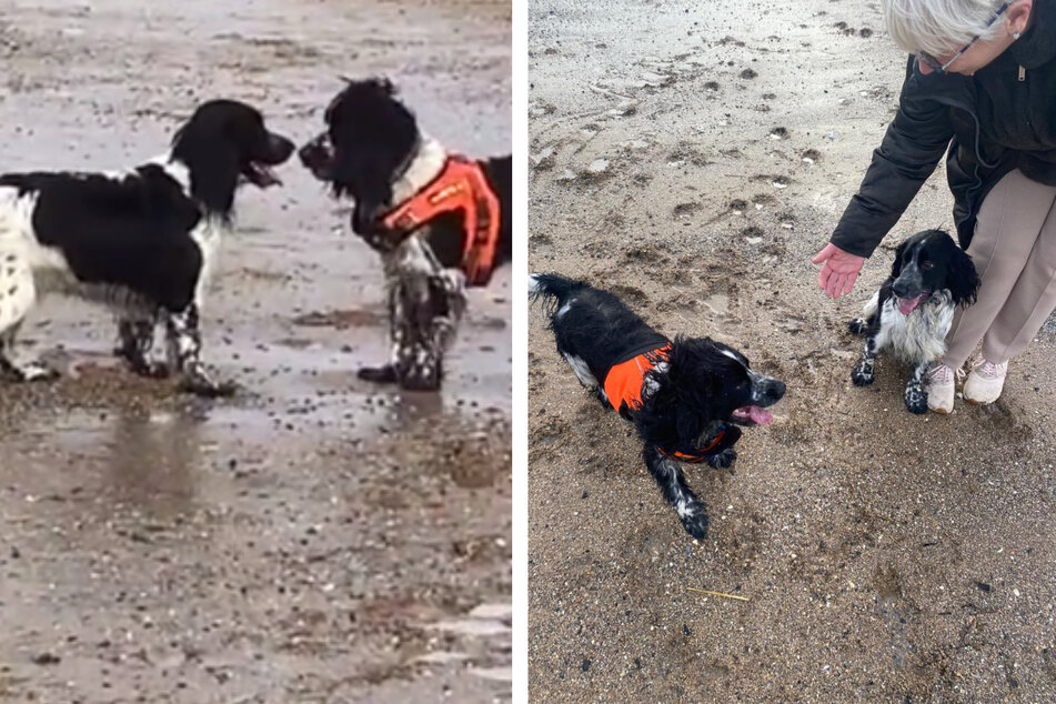 Hunde begegnen sich am Strand: Was dann passiert, schockiert die Besitzer!