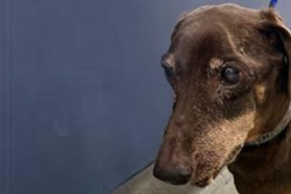 Dackel-Opa wird ins Tierheim gebracht: Was sein Mikro-Chip aufdeckt, bricht die Herzen der Retter