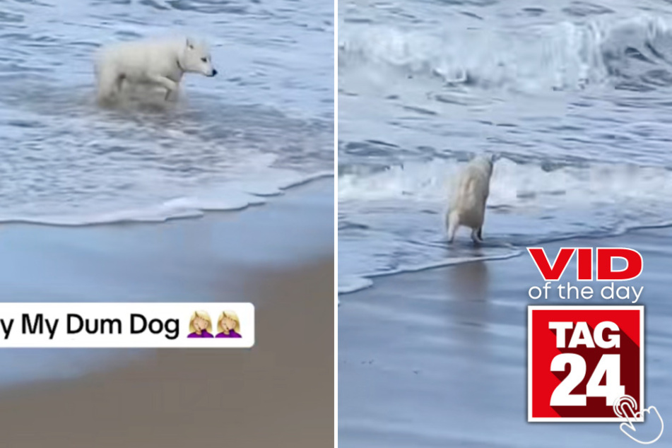 Today's Viral Video of the Day features a pup who tried to use the bathroom in the ocean, which doesn't end up going too well!